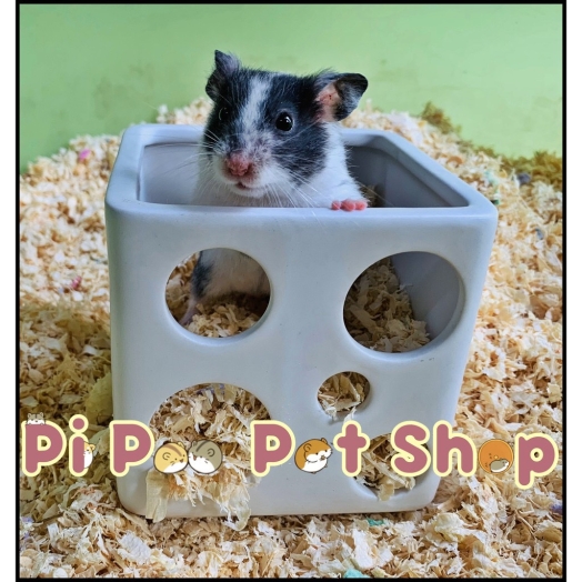 Nhà ngủ sứ hình vuông cho Hamster