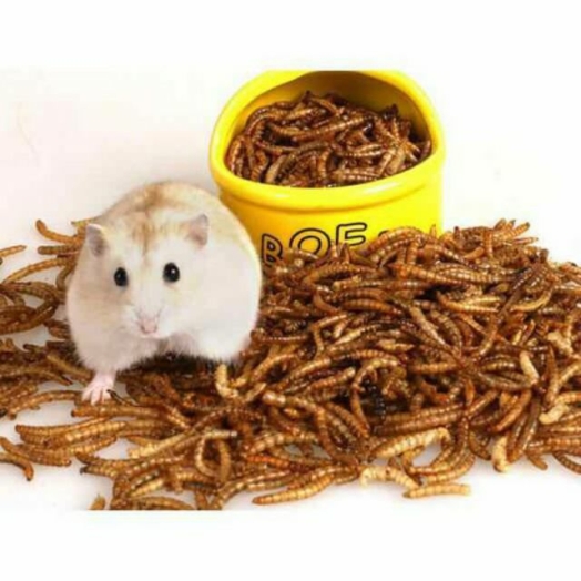 Sâu trung / sâu dừa rang bơ cho hamster và thú cưng 
